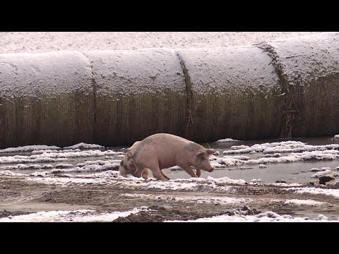 Djuren som blir fler – på grund av människan | TV4 Nyheterna | TV4 & TV4 Play