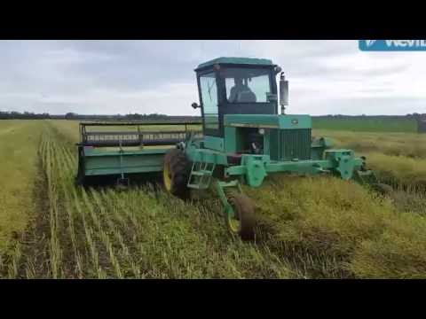 Swathing Canola harvest 2016