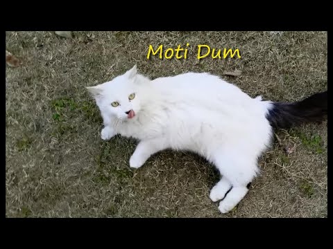 Cute, Funny and Wild Cats Meal Video 24 Nov 2020 - Street Cats