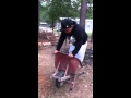 Fat Boy Falls