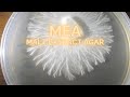 MEA How to Make Malt Extract Agar for Rhizomorphic Growth Mushroom Mycelium Home Mycology Recipe