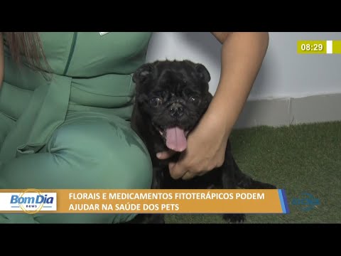 Florais e medicamentos fitoteraÌpicos podem ajudar na sauÌde dos pets 30 08 2021