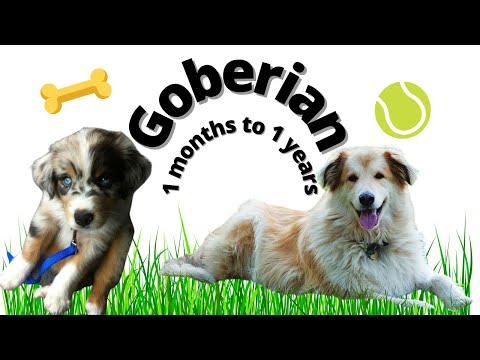 goberian (0-12months) TIMELAPSE Grow Process
