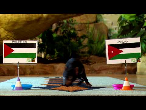 AFC Asian Cup 2015 - Palestine v Jordan