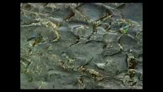 Martha Wainwright  - Whither Must I Wander