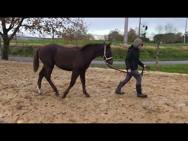 Pouliche PFS taille D