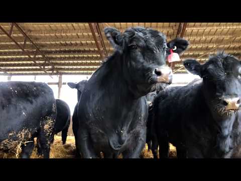 Michigan beef farmers feel the effects of COVID-19