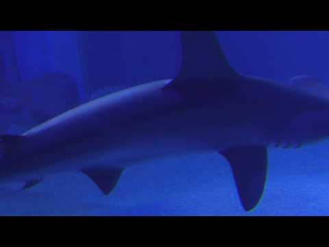 夜のアカシュモクザメ (海遊館) 2017年11月4日 | ZFC.jp