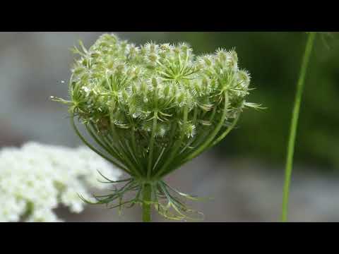 Pflanze der Woche Wilde Möhre