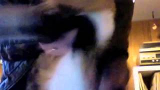 This Bike Is A Pipe Bomb The Black Panther Song Cat