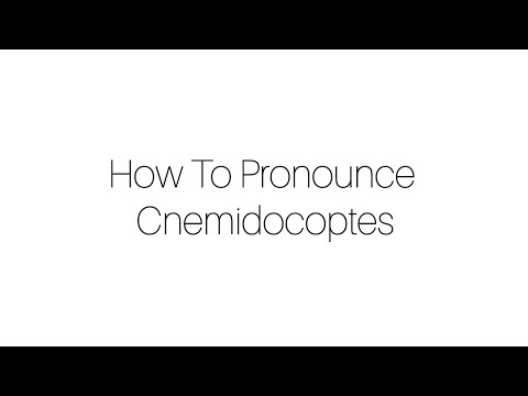 How To Pronounce Cnemidocoptes