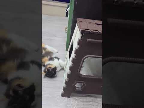 Gp sir की live class में cats #cats #gpsir #shorts