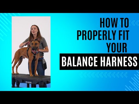 How to fit the Balance Harness
