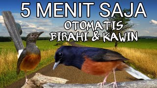 Download lagu Pancingan suara murai jantan dan betina pendongkrak birahi paling ampuh || Terapi murai kawin. mp3 Download lagu Pancingan suara murai jantan dan betina pendongkrak birahi paling ampuh || Terapi murai kawin. mp3