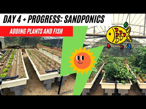 Sandponics Part 4 :  Adding Plants & Fish: 2021