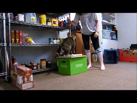 Training: Rainy's Agility Progress