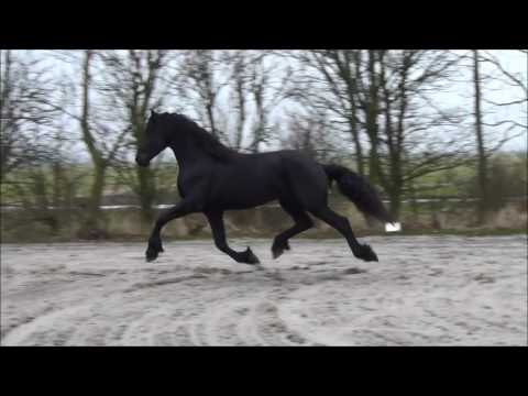 Stal Okkema's Sverre