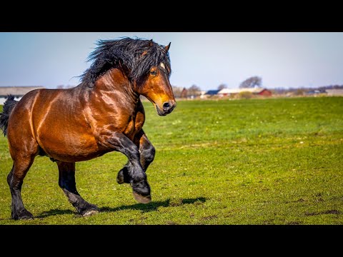 1 HOUR of AMAZING DRAFT HORSES - Calming Music, Relaxation, Stress Relief