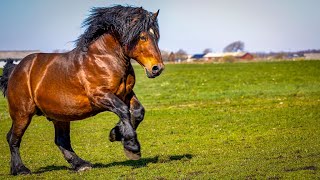 1 HOUR of AMAZING DRAFT HORSES - Calming Music, Relaxation, Stress Relief