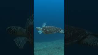 Strange creatures guard the entrance to this unexplained underwater ruin
