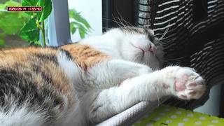 三毛猫フミちゃん  LIVE配信 #2  2026年9月13日　calico cat　(LIVE stream)
