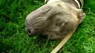 Moe the Pit Bull rescue