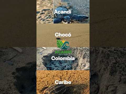 🐢🌊 El primer viaje de una tortuga Caná comienza aquí.