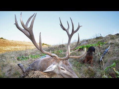 Red stag hunting in the Carpathian Mountains; Hirschjagd in den Karpaten; Kronhjortejagt