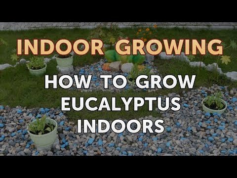 How to Regrow a Broken Aloe Leaf