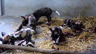 preview picture of video 'Painted Dog Pups Push, Pull and Play Behind the Scenes - Cincinnati Zoo'