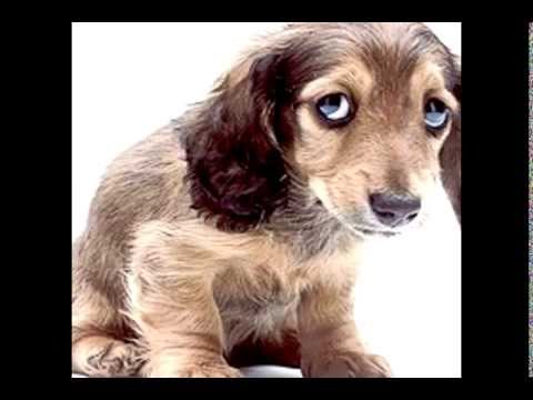 canción me canse de kaleth morales