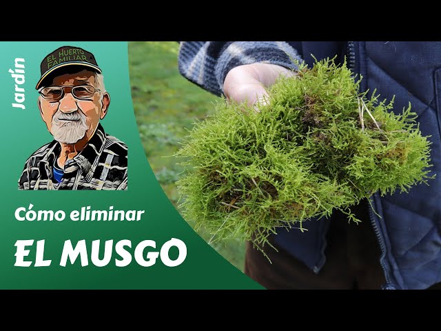 Vídeo relacionado con Rastrillo de césped de 178 cm, resistente para eliminar musgo y césped con hoja afilada, para quitar el césped y el tótem de hierba, para patio, jardín, césped