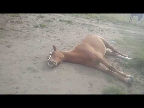 , title : 'Asi duerme un caballo'