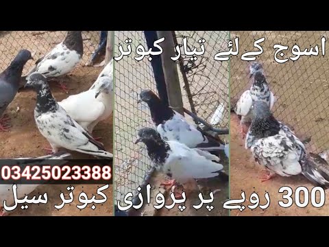 pigeon sale| friend pigeon sale| jhelum| new par patai| ready pigeon|pigeon lover Waheed|sail kot|