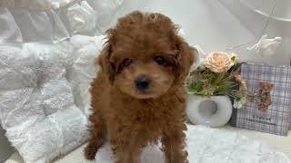トイプードルの動画01