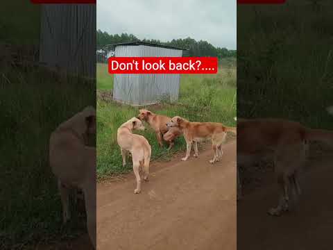 Are you safe? #foryou #trendingshorts #safety #doglove