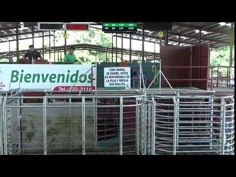 SUBASTA GANADERA DE BOQUERON  30/4/2026