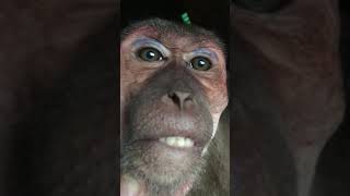 Download lagu Monkey blabla mp3