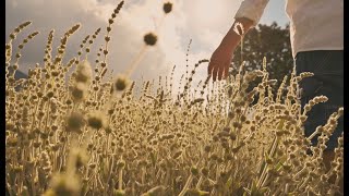 tofillo Organic Herbs