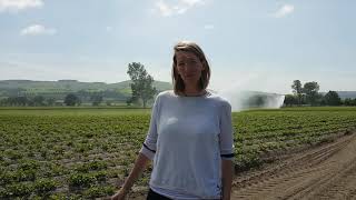 Potato irrigation in Scotland