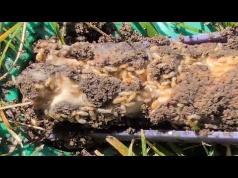 Sentricon® Termite Bait Station a Success in Island Heights, NJ