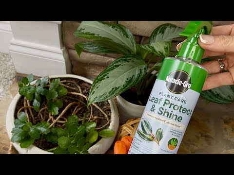 Miracle Gro Plant Care Leaf Protect and Shine, 4 in 1 Insecticide, Miticide, Fungicide and Leaf Shin