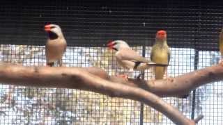 preview picture of video 'Finch aviary december 2013'