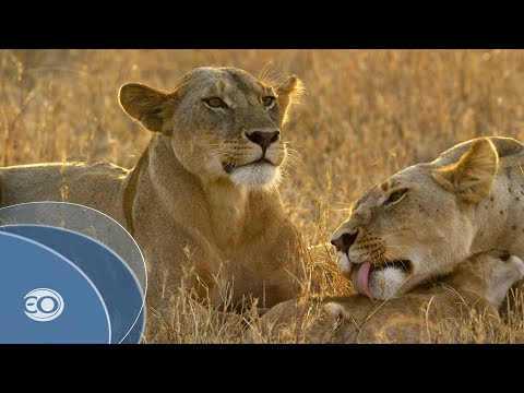 afbeelding Serengeti