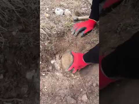 ADAM BİR KÜP ALTIN BULDU !!!