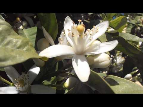 Naranjo amargo: Citrus aurantium
