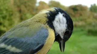 CHECKING BIRDS NEST IN THE GARDEN