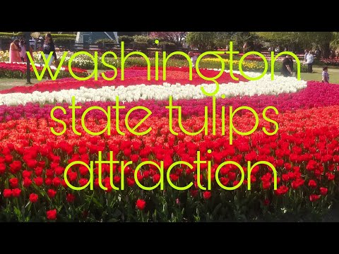 mt.vernon tulips🌷 🌷 🌷 attraction