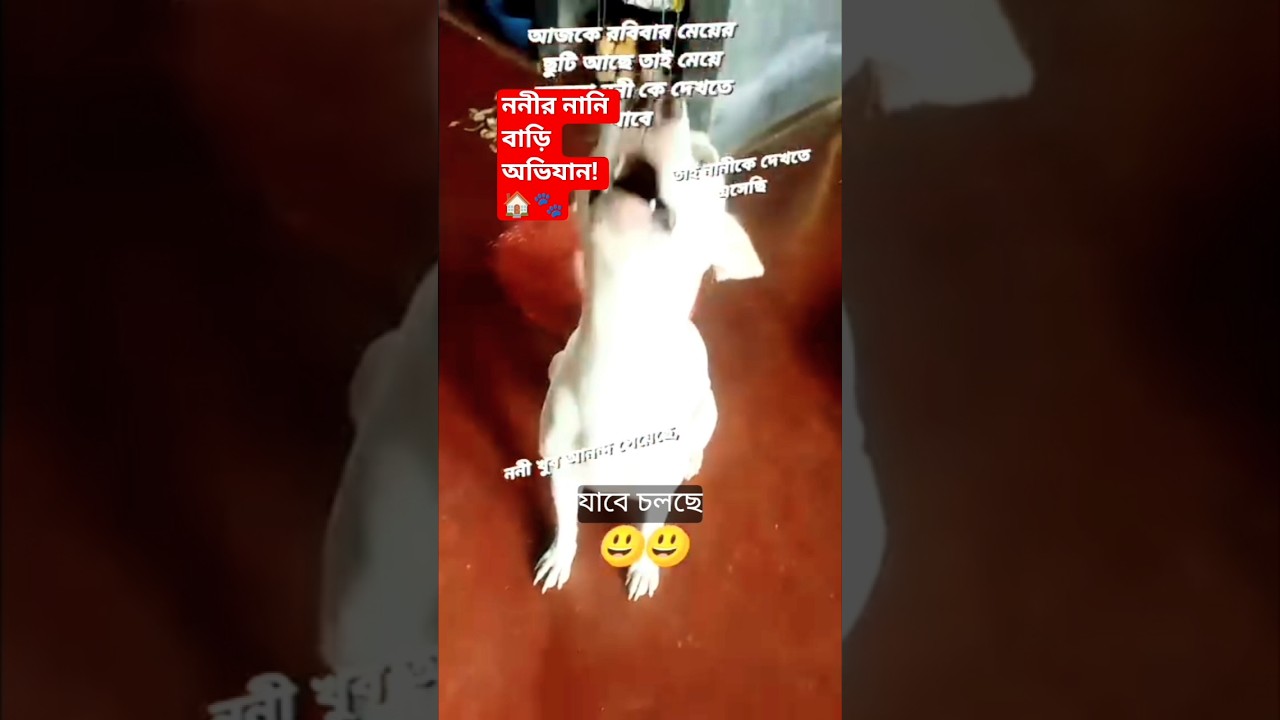 নানি বাড়িতে ননীর রাজকীয় এন্ট্রি! 🏠🐾 #Shorts #CuteDog