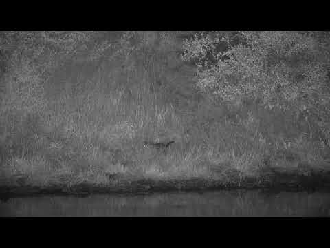 Djuma: Genet looking for dinner - 20:14 - 02/05/2020
